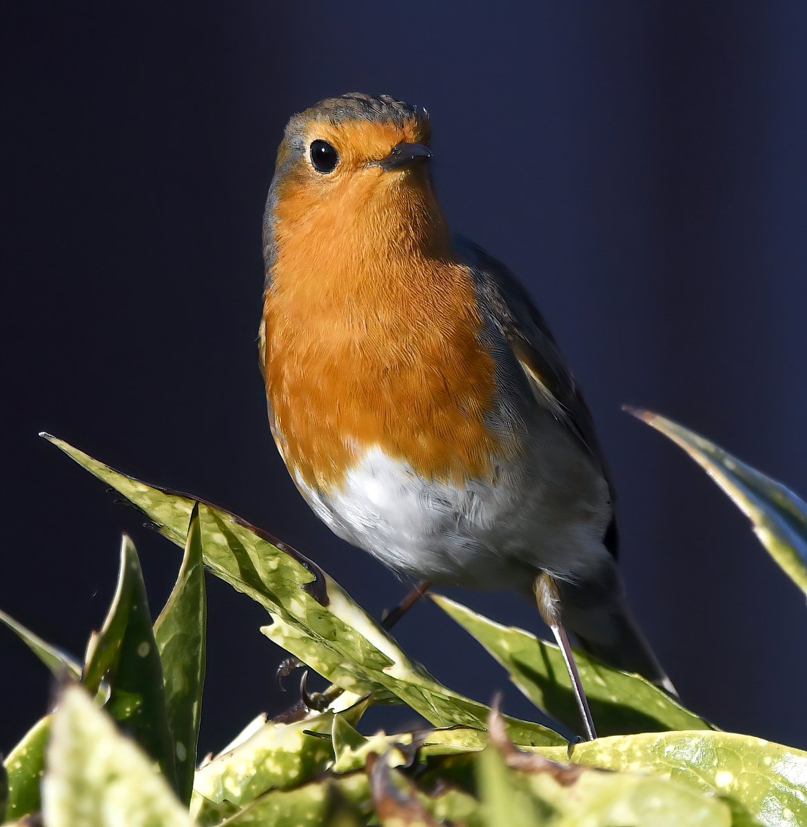 Saw this inquisitive Robin during my village walk a couple of days ago. 😍
#TwitterNatureCommunity 🐦