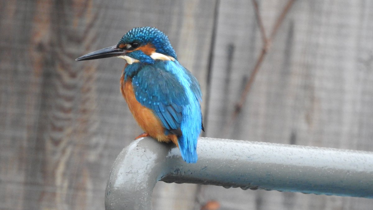 Lovely film by <a href="/rtaylorjones/">richard taylor-jones</a> on @BBCCountryfile tonight about #wildlife on your doorstep. Amazing how many people every day must walk past this #kingfisher on Regents Canal in #Hackney, in the east end of #London. This one is sat on a barge tiller. #urbanwildlife #LondonBirds