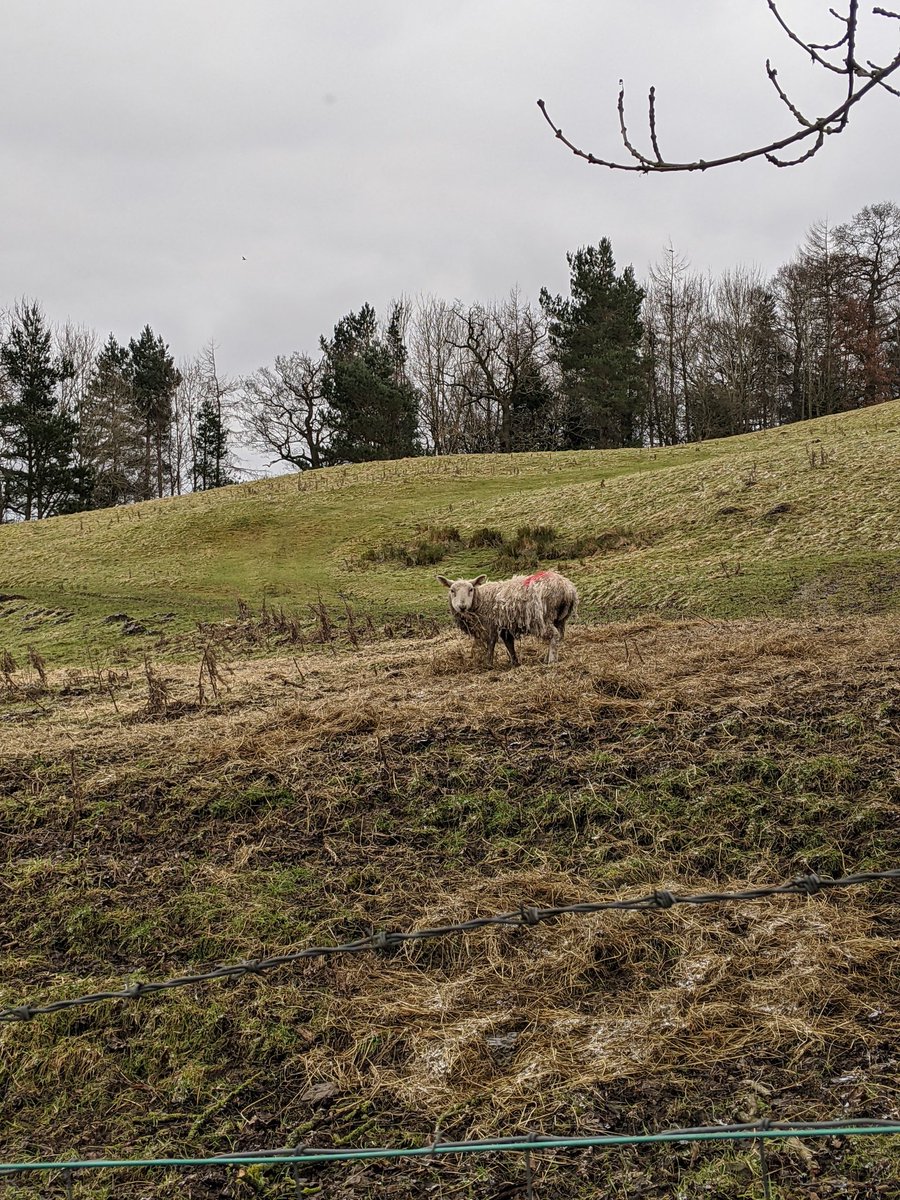 sbingo13's tweet photo. 🐏🐑🌬️❄️🚶🏼♂️🏠🇬🇧 #Coverdale #Yorkshire #Engkand #SheepOfTwitter @YDS35 @yorkshire_dales @LoveNorthYorks1 @yorkshirepost @FarmingUK @AmandaOwen8 @Welcome2Yorks @HelloYorkshire @VisitBritain https://t.co/vtxJsKuvaX