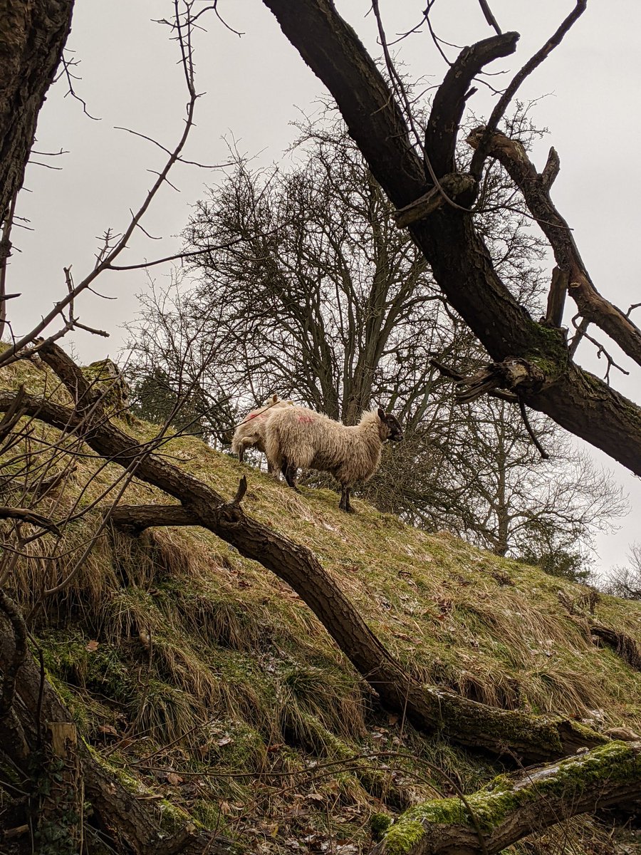 sbingo13's tweet photo. 🐏🐑🌬️❄️🚶🏼♂️🏠🇬🇧 #Coverdale #Yorkshire #Engkand #SheepOfTwitter @YDS35 @yorkshire_dales @LoveNorthYorks1 @yorkshirepost @FarmingUK @AmandaOwen8 @Welcome2Yorks @HelloYorkshire @VisitBritain https://t.co/vtxJsKuvaX