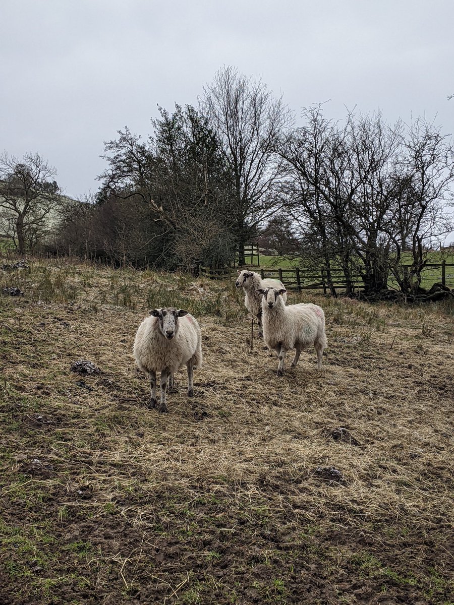 sbingo13's tweet photo. 🐏🐑🌬️❄️🚶🏼♂️🏠🇬🇧 #Coverdale #Yorkshire #Engkand #SheepOfTwitter @YDS35 @yorkshire_dales @LoveNorthYorks1 @yorkshirepost @FarmingUK @AmandaOwen8 @Welcome2Yorks @HelloYorkshire @VisitBritain https://t.co/vtxJsKuvaX