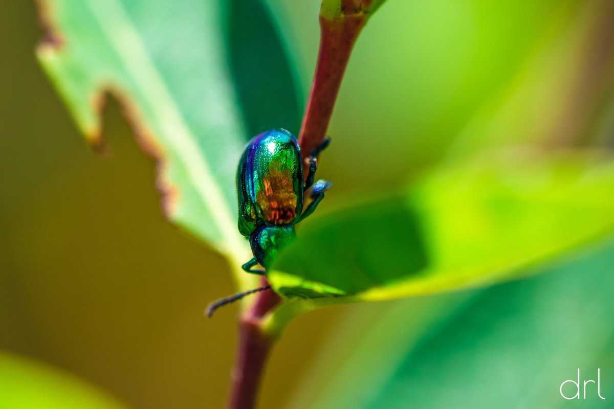 davelevineology's tweet photo. Iridescent beetle ๐ชฒ #BugFact: Light diffracting off the microscopic structure of their carapace is what gives them their awesome colors๐ Happy Sunday! #NaturesBeauty #ABugsLife #BugMe #HikingMichigan https://t.co/Jd0FJrW61v