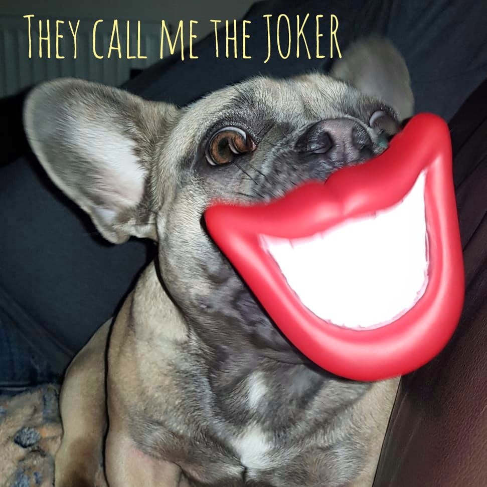 LoveLunaxox's tweet photo. They call me the JOKER!
.
.
#frenchbulldog #frenchiesofinstagram #frenchie #frenchielove #frenchiesociety #frenchiecrew #frenchiefriends #frenchieworld #frenchieadventures #frenchieaddict #cutestfrenchie #puppylove #puppylove #puppyoftheday #puppyeyes #puppyface #puppyfun https://t.co/uaJsRzoaEc