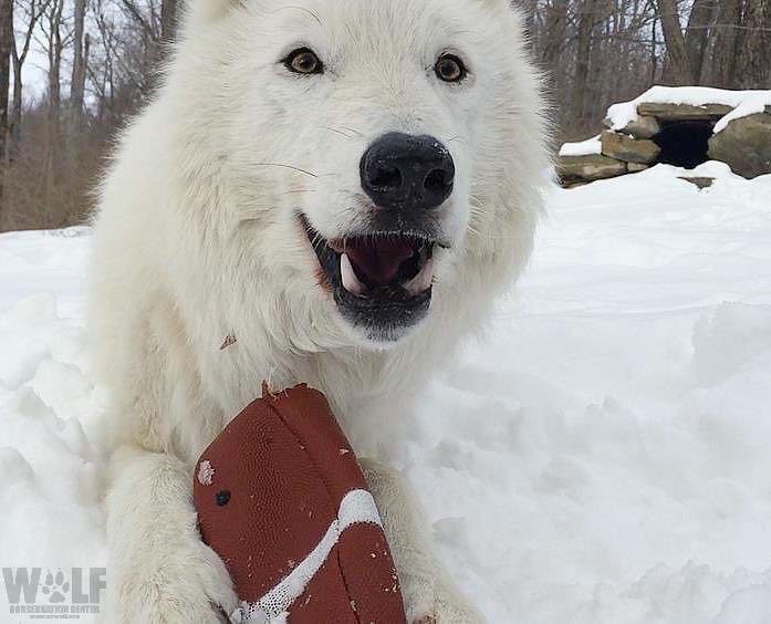 Who’s ready for the Super Bowl?  Team Wolf for the win! 🐺🏈🏈🏈🙌🏽 #Teamwolf #Wolf #football #areyoureadyforsomefootball #SuperBowl2021 #SuperBowl #savewolves #wolvesareessential 📸 #TheWolfConservationCenter ♥️