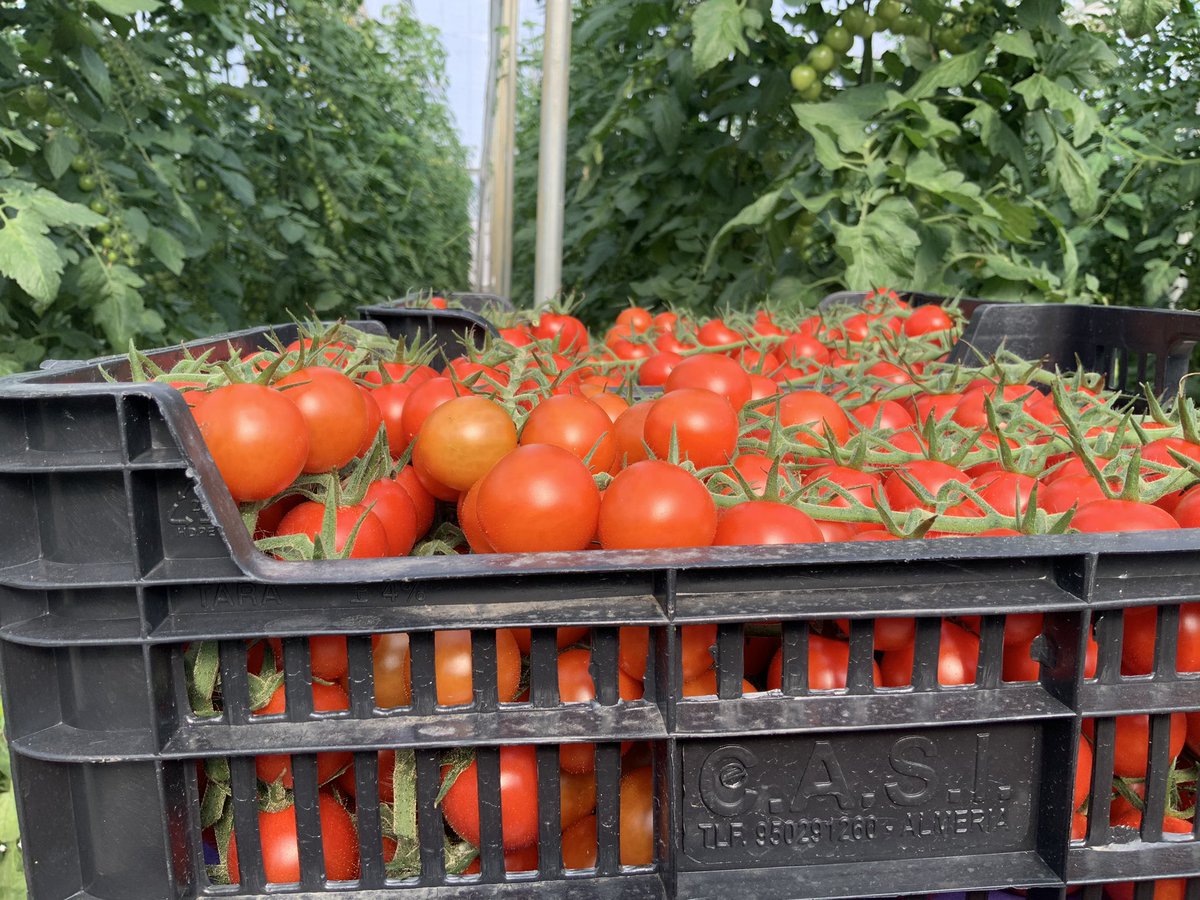 Tomatech6's tweet photo. Os damos la bienvenida al @Twitter de @Tomatech6 Iberia donde podréis encontrar toda la información acerca de nuestras variedades. Aquí os dejamos algunos ejemplos #tomate #tasty #quality @cooperativacasi @biosabor_agro @Agroponiente @coprohnijar @VicasolSca https://t.co/FMcF6usP5n