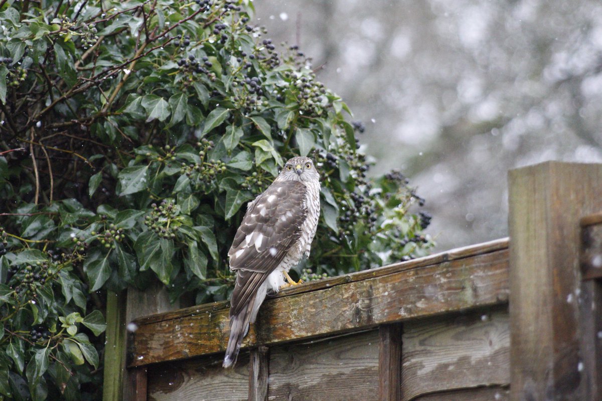 ⁦<a href="/BBCSpringwatch/">BBC Springwatch</a>⁩ #winterwatch #winterwatchlist a regular visitor to our garden, Sparrow hawk I think? came out to play in the snow today.