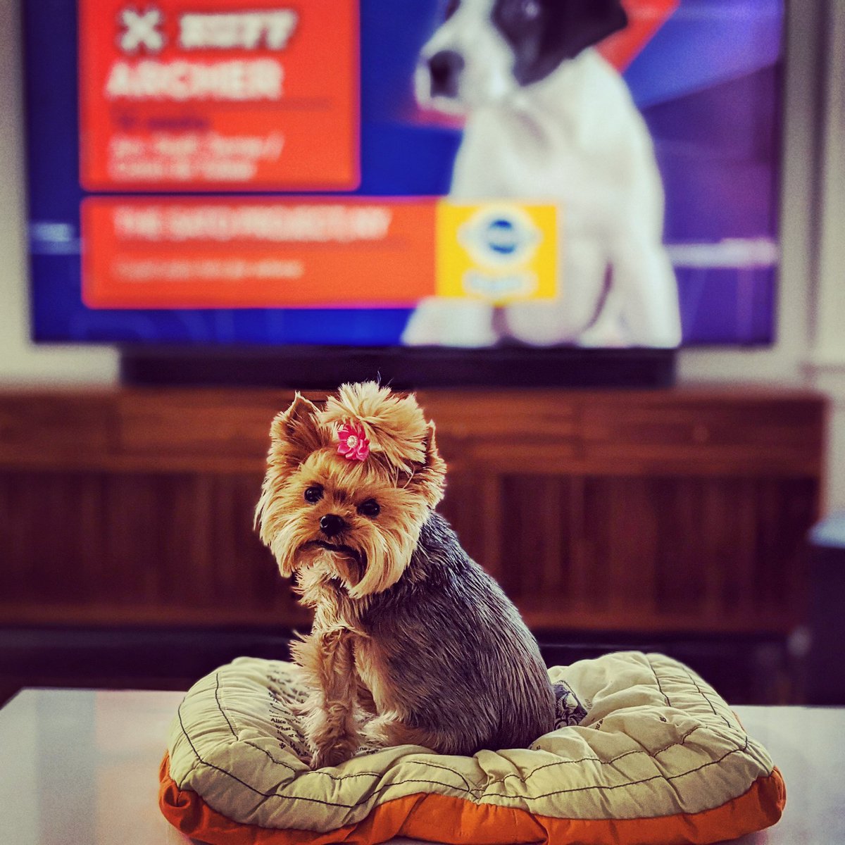 EChatsworth's tweet photo. Boo is cheering for Puppy Bowl's Team Fluff today! 

#teamfluff #puppybowl #yorkshireterrier #yorkie #yorkies #authorbuddy https://t.co/Smi9MNfrM0