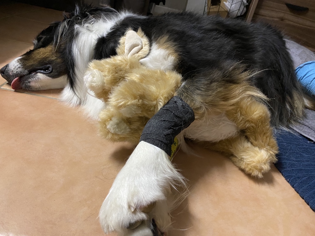 garethdivitini's tweet photo. @PixelDandy Our Arlo just had his second one done two weeks ago. Heartbreaking. 1st one was done August last year. https://t.co/o2thva9Oqe