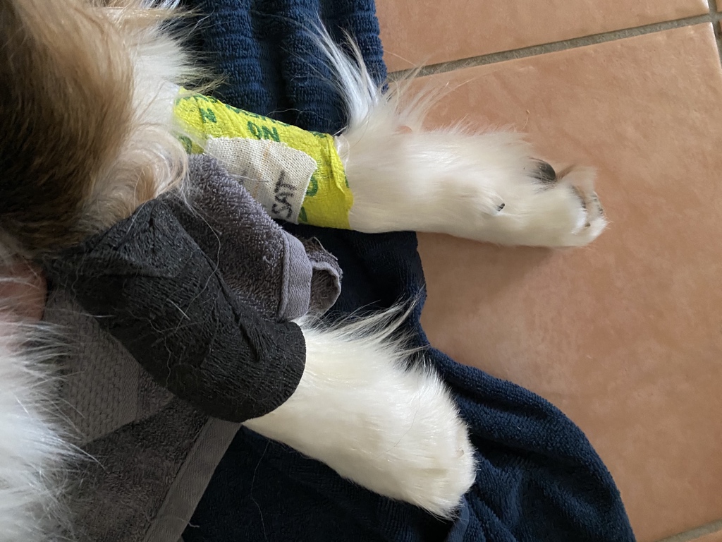 garethdivitini's tweet photo. @PixelDandy Our Arlo just had his second one done two weeks ago. Heartbreaking. 1st one was done August last year. https://t.co/o2thva9Oqe
