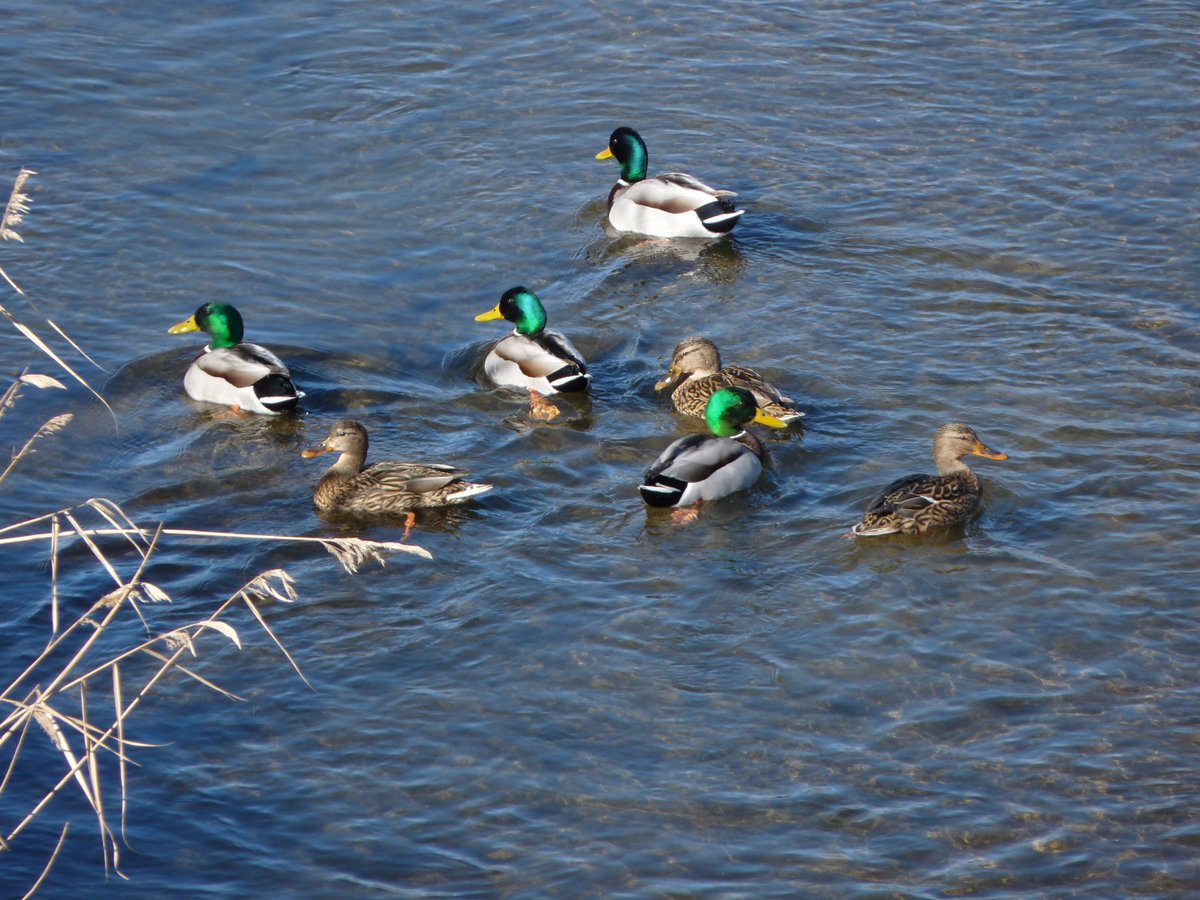 loxicdelamola's tweet photo. La vida a #Lleida del #riu #Segre és molt variada #àneccollverd #ànec #collverd #anasplatyrhynchos #mascle ( verd ) i #femella ( marró ) #ocells #birds #ocellsdelleida @birdcatalunya @ICOcells @ocellsalavista @rarebirdspain #ocellsdecatalunya #cosesdelleida #xoperaldeltòfol https://t.co/iPAshPqLYH