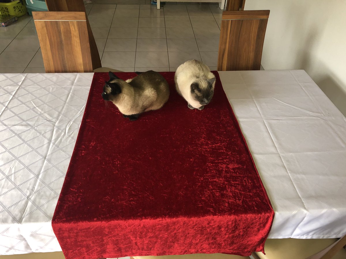 maria_minin's tweet photo. Dear US resistance.
Take a moment to support democracy by showing your support for Belarus.
Follow @Tsihanouskaya and tweet #StandWithBelarus 

Even my cats are in on this, so you can, too!
Thank you 🤍❤️🤍 https://t.co/qu30HU9uPt