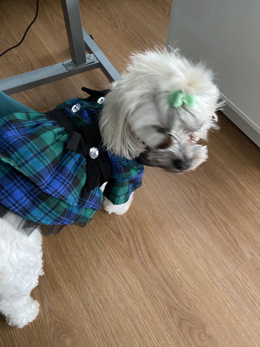 services_gr's tweet image. My baby after a good SPA!! #dogs #doglife #lovedogs         
#rescuedogs #prinessdog #momlovedogs