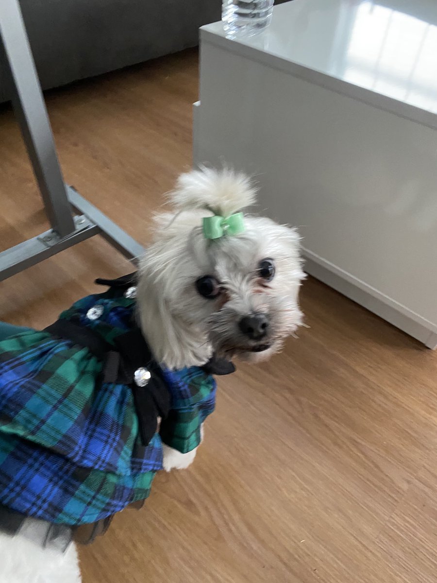 services_gr's tweet image. My baby after a good SPA!! #dogs #doglife #lovedogs         
#rescuedogs #prinessdog #momlovedogs