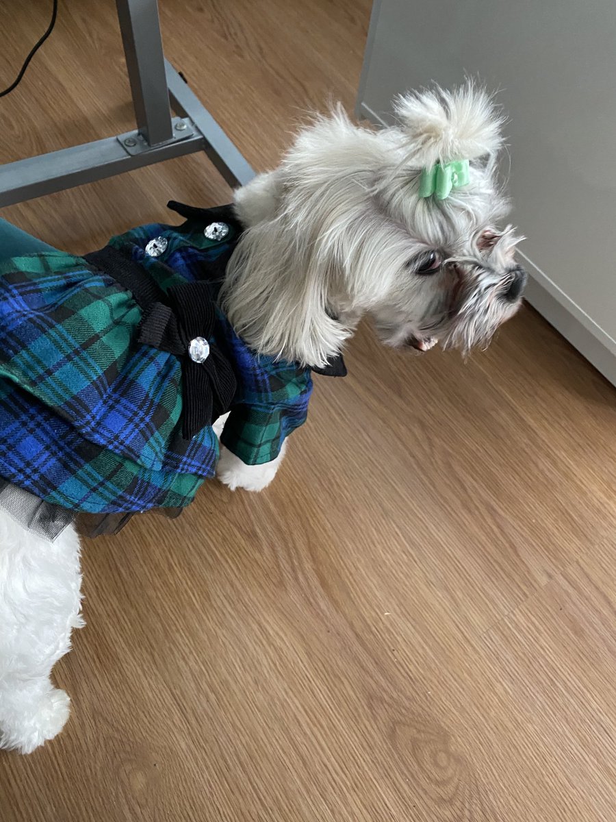 services_gr's tweet image. My baby after a good SPA!! #dogs #doglife #lovedogs         
#rescuedogs #prinessdog #momlovedogs