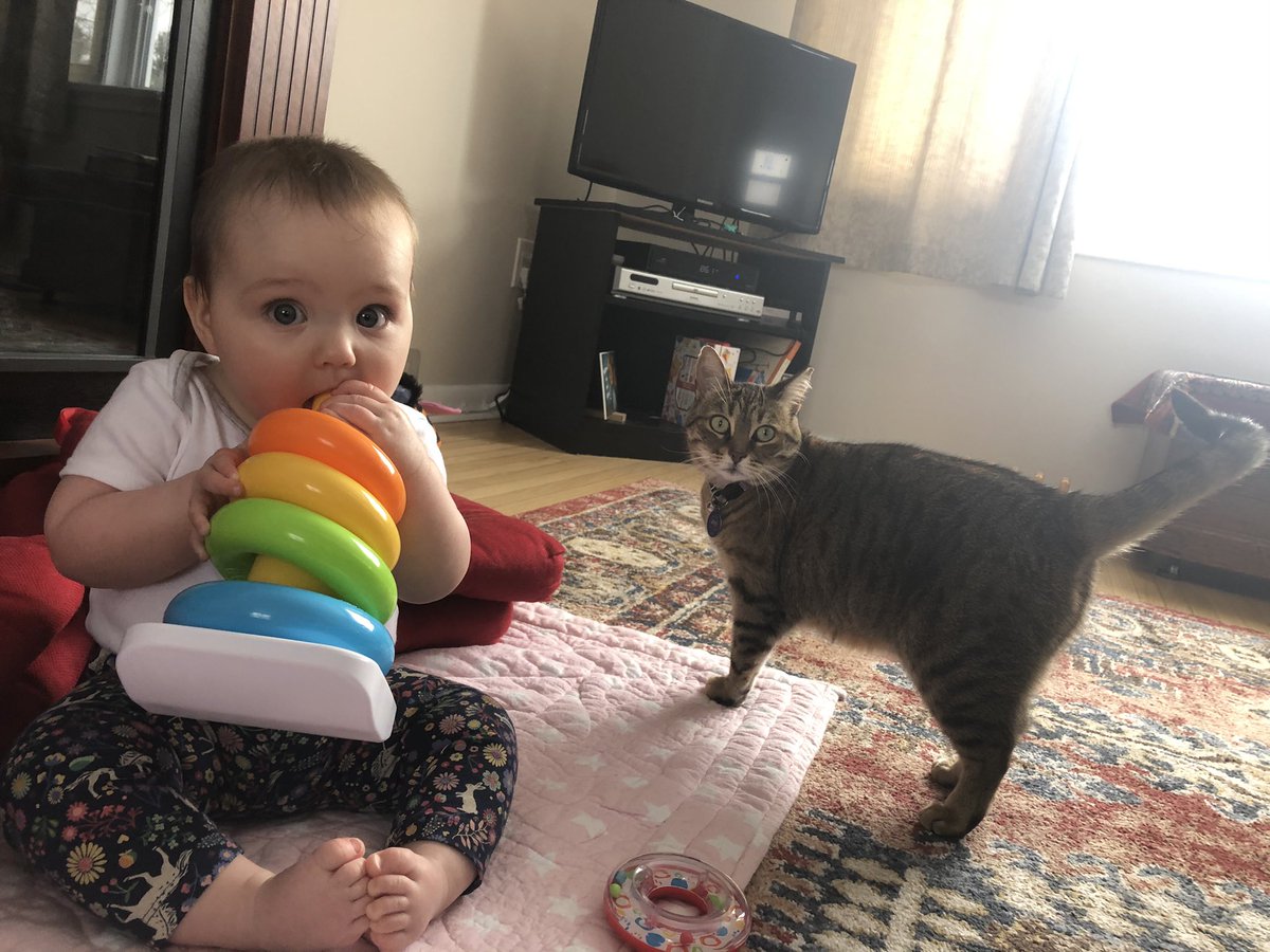 CricketHBCat's tweet photo. Happy birthday to me! 6 full years of the #AdventuresOfCricket, and hopefully many more to come with my new favourite human! Life is good! 😸 https://t.co/12oEBTum4U