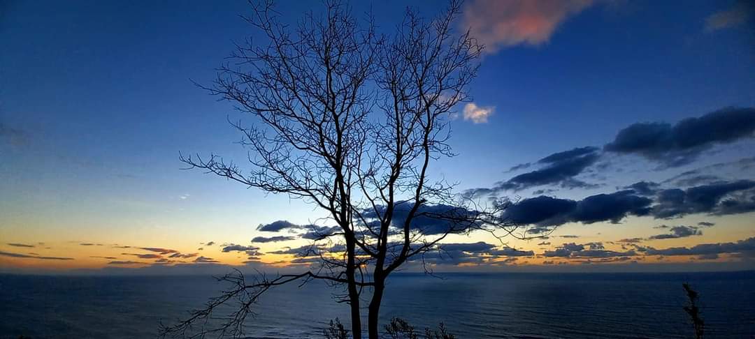 mino_baixo's tweet photo. Fermosa estampa de esta árbore despedindo ao sol, feita en A Guarda por Roberto Caco.

#paraiso #baixomiño #aguarda #riasbaixas #pontevedra #galicia #Galiza #galiciamaxica #galiciacalidade #GaliciaMola #galicia_en_fotos #oceanoatlantico https://t.co/Shjy12PVXB