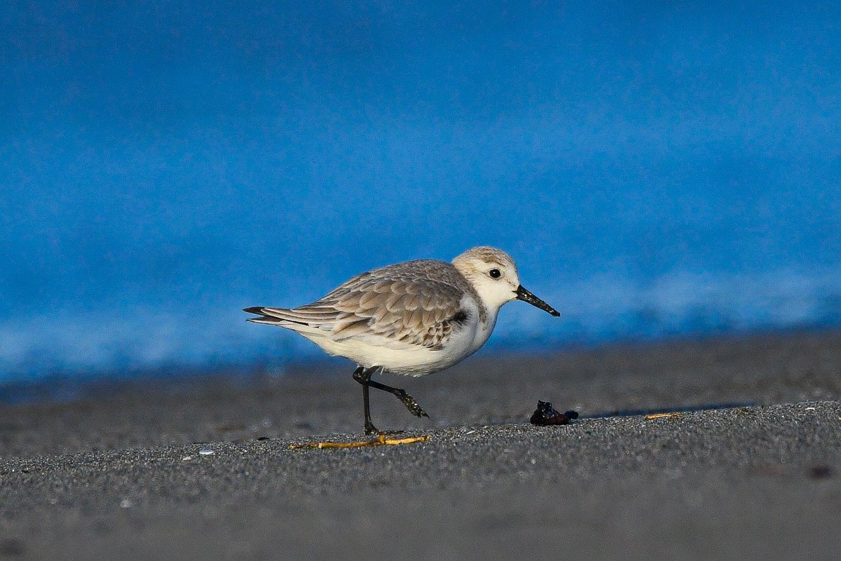 Sanderling: 
#birds #birding #birdwatching #birdphotography #birdlovers #nature #NaturePhotography #nikon #nikonphotography #wildlife #wildlifephotography #wildlifelover #naturelovers #shorebirds #bestbirdshots #bestbirds #sanderling