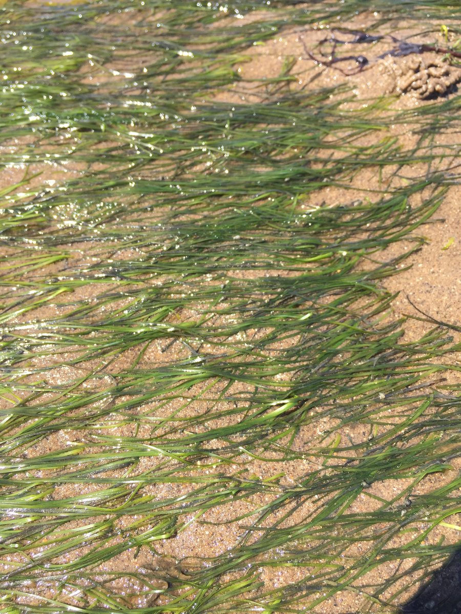 Did you know #seagrass has over 30 times more animals living within it compared to sandy habitats nearby?! 🌱💚