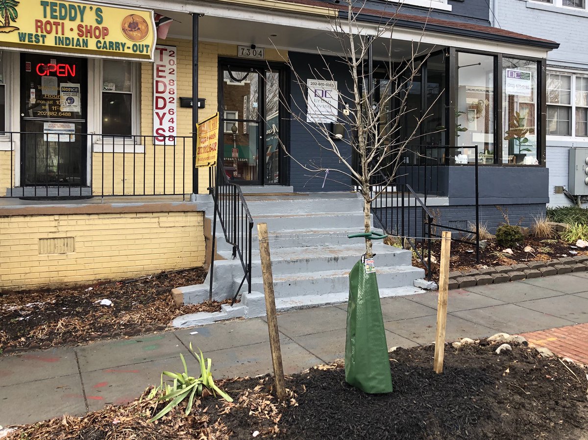 JacksonCarnes's tweet photo. Thank you @DDOTDC for the new tree planting in front of @TeddysRotiShop + @DCUrbanLiving at 7304 Georgia Avenue, NW https://t.co/AZScKHSAmQ