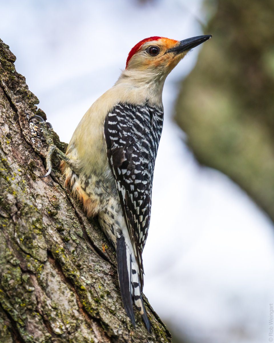 Red-Bellied Woodpecker

#redbelliedwoodpecker #woodpecker #thatstare
#wildlife #wildlifephotography #birding #birdtwitter #birdtonic