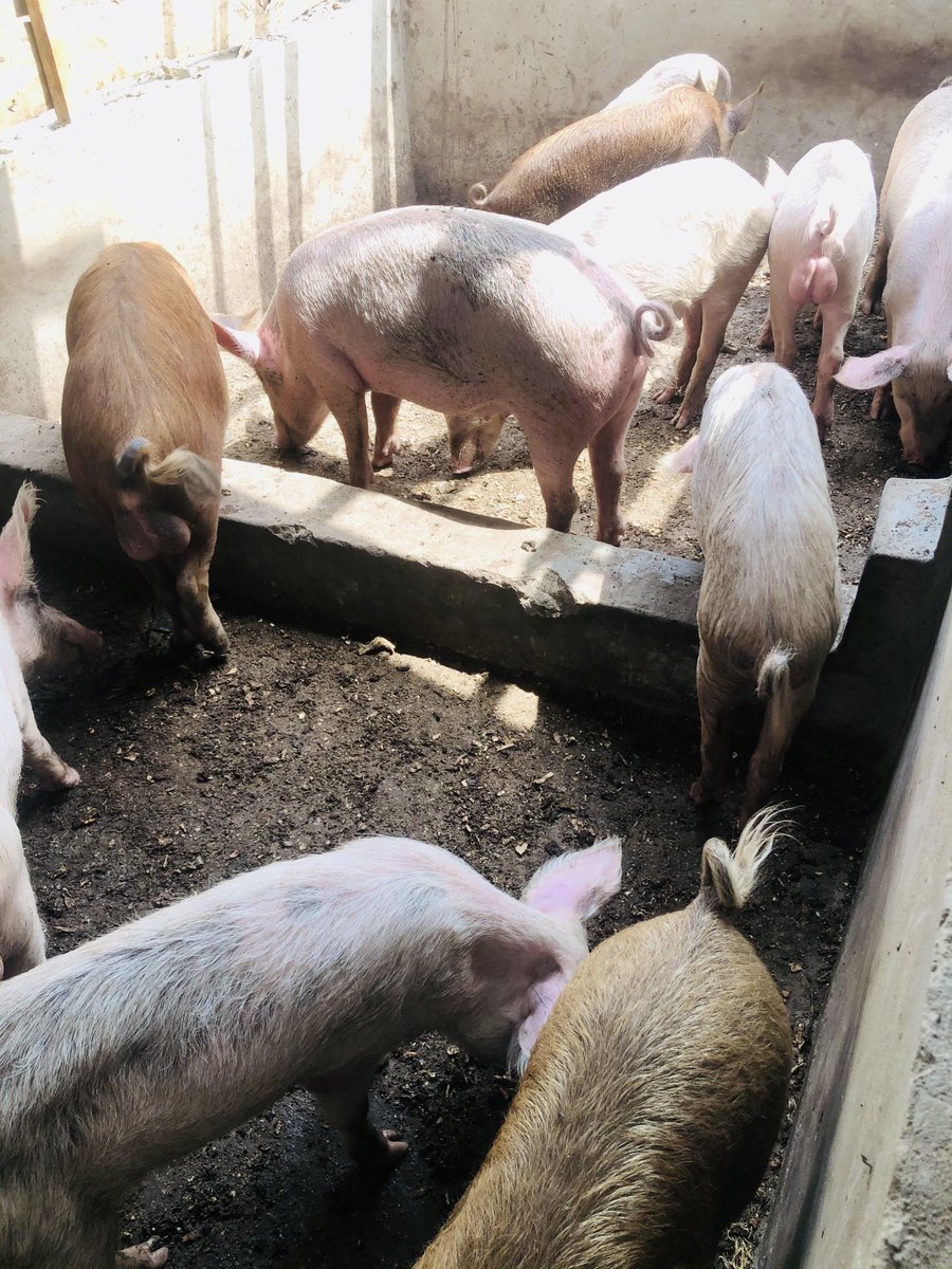 ButchersHut's tweet photo. Healthy Gilts and Sows available for breeders. https://t.co/h9ny5fTuYv