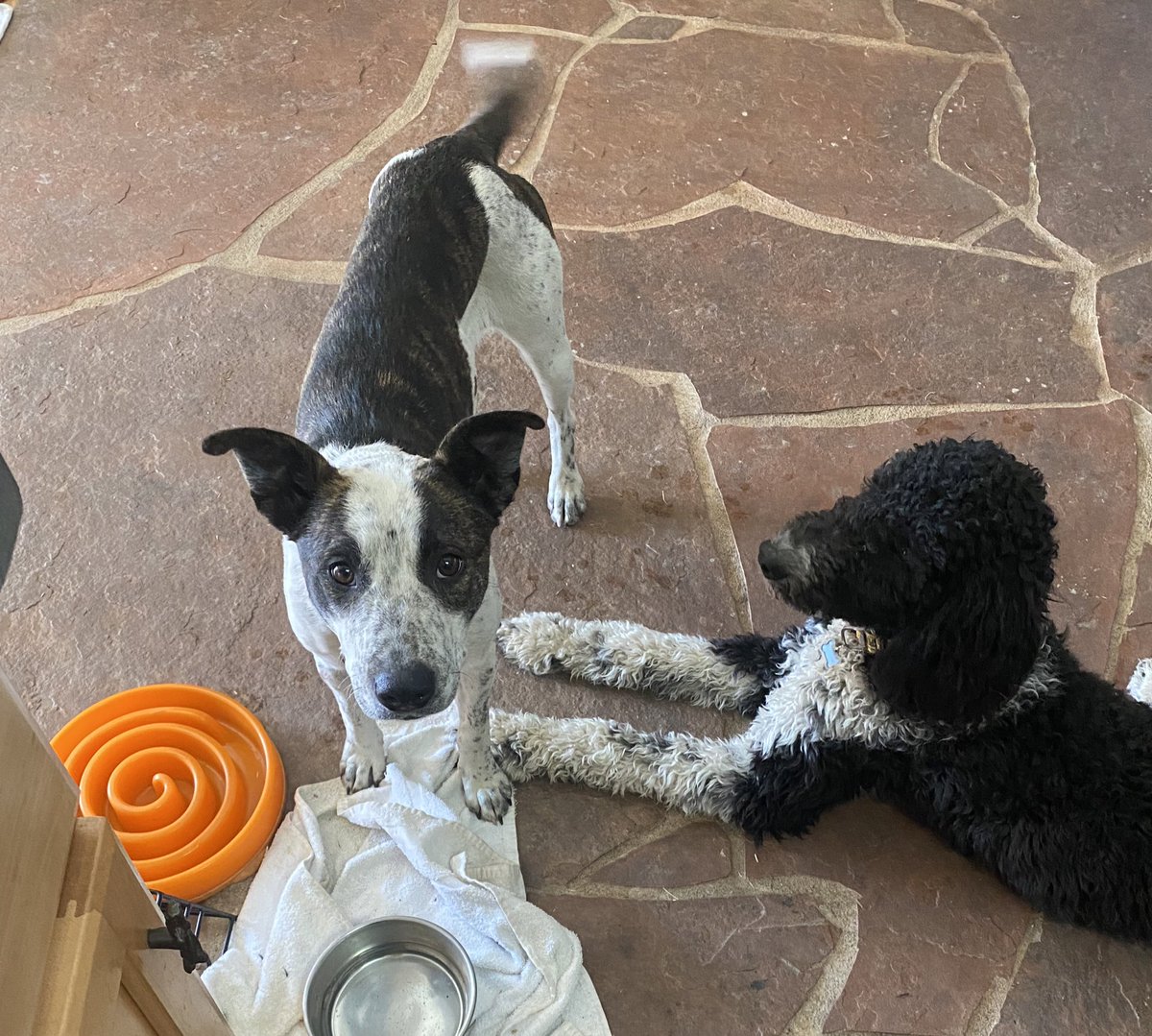 Amelia Boone tweet media