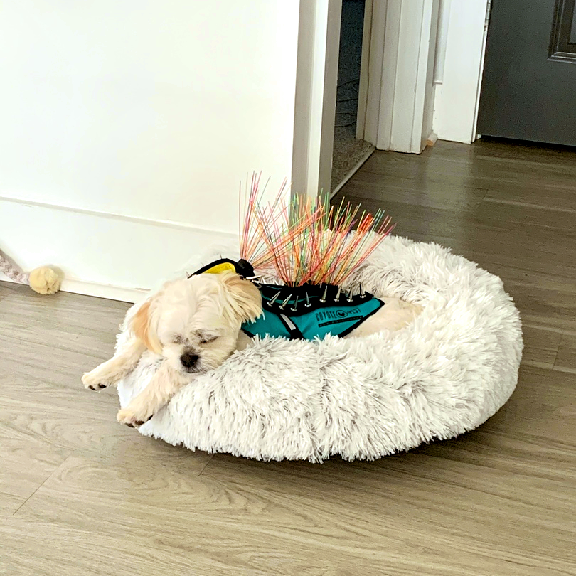 CoyoteVest's tweet photo. Dog-tired after a day of safe play! 🐶💤 
#dogtired #safeandcomfy #sleepydog #playfetch #chaseme #sundaysunday #sundayfunday #sundayfeels #puppy #puppylovers #coyotevestprotection #coyotewhiskers #shihtzu #shihtzulover #shihtzulove #henry https://t.co/TeqE0TDaEG