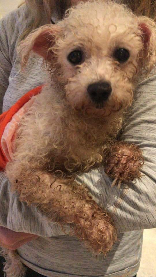 The_Animal_Team's tweet photo. Anyone recognise this #dog? #Found in #StDonats #LlantwitMajor #CF61 area, #Wales. https://t.co/QMWRPLlJKi #FoundDog #dogs #dogsoftwitter https://t.co/B2uPHCaF1H