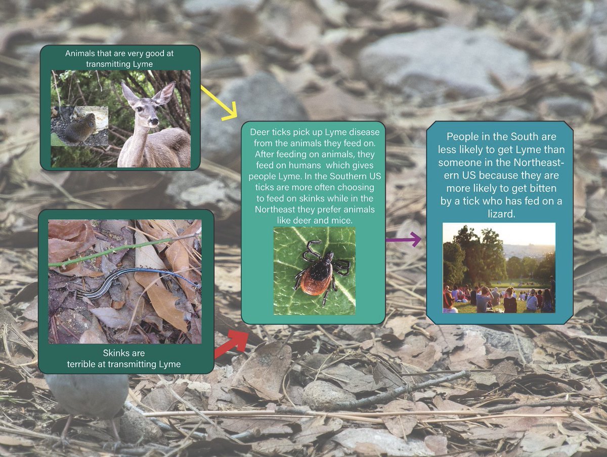 Leading to a lower infection rate for humans who get bitten by ticks.