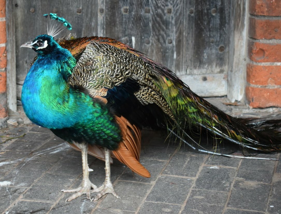 The iridescent colours of the resident peacock. He was taking refuge outside the King's door. The back door to the house is the same door used by Charles II when he sought refuge here after his defeat at the Battle of Worcester in 1651.