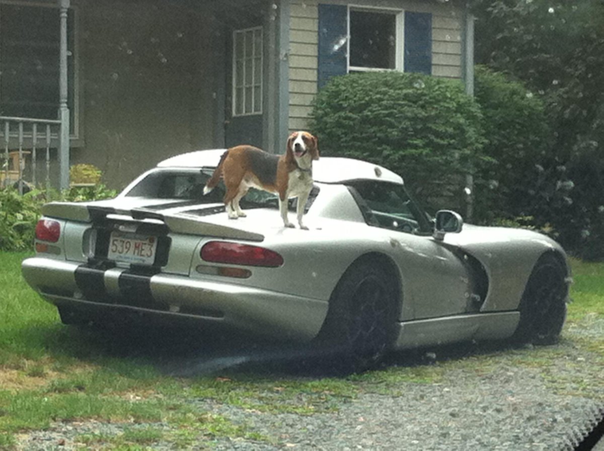 HarmlessYardDog's tweet image. Hop in babe, we're going to Petco