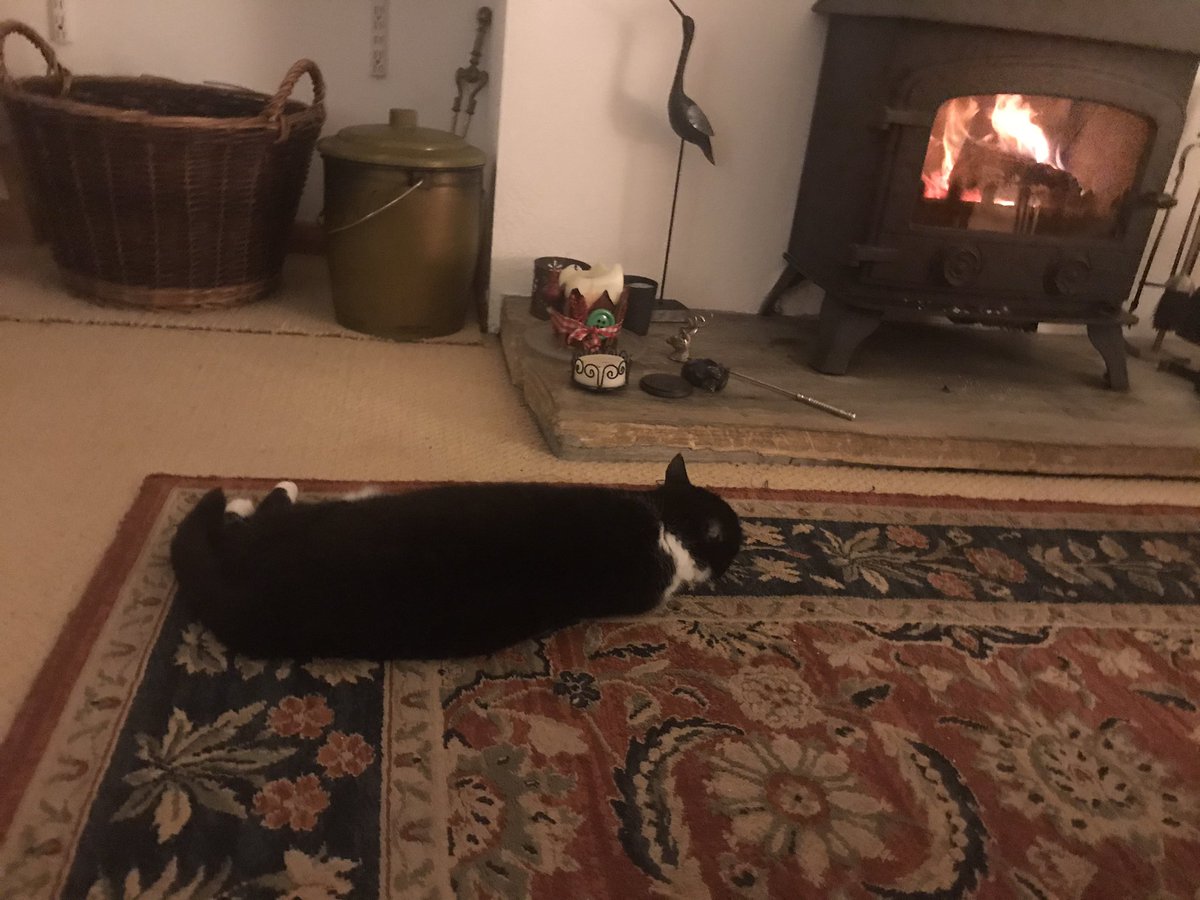 GilliaRobinson's tweet photo. #CatsOfTwitter it’s a hard life for a neurotic cat! https://t.co/E3xNGKUOT5