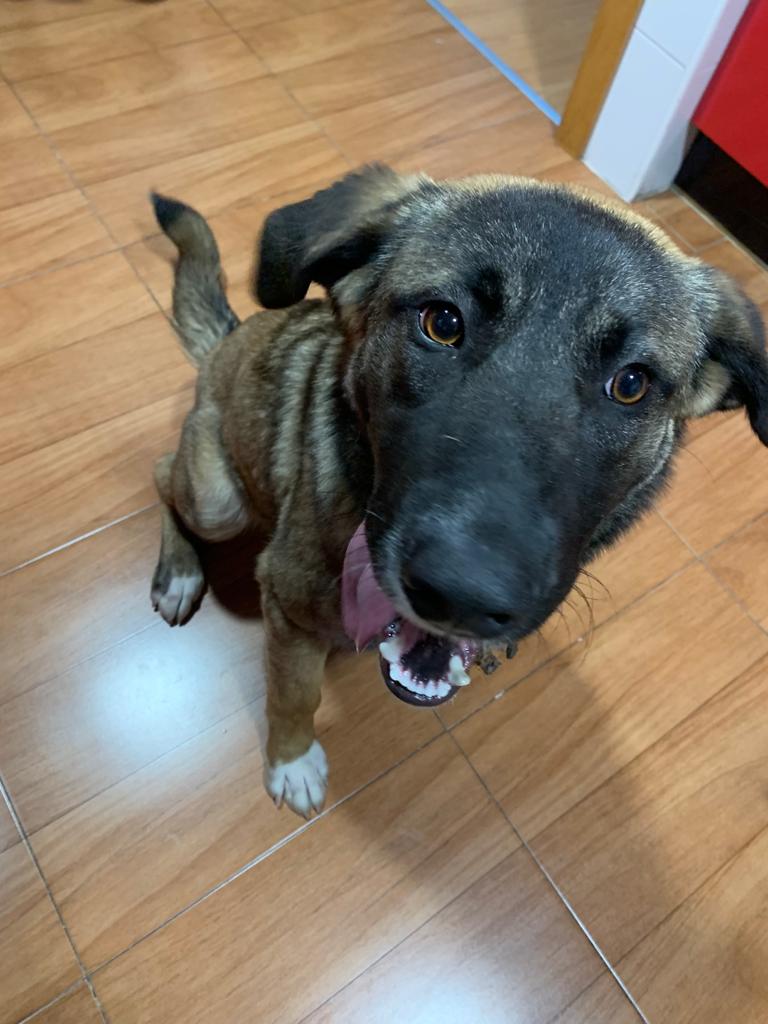 EvaAybe's tweet photo. Encontrada esta perrita subiendo la carretera de la rotonda del @NetflixES en #TresCantos
La han llevado a la policía pero el lector de chip no les va bien o eso han dicho (igual no tiene chip) https://t.co/w7XlIeMEOp
