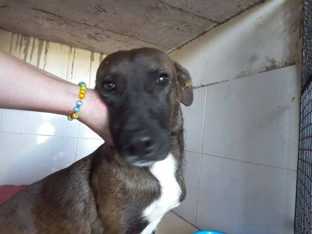 lasrenatasok's tweet photo. Tenemos una #urgencia!
#Caramelito está c/ prolapso rectal,no para de llorar.😞
Estamos coordinando para trasladarlo y reciba atención. La deuda en internación supera los $300.000
#Floripondia está hace 15 días internada con pronóstico reservado.
Toda #ayuda es más bienvenida! 🙏 https://t.co/wjWzvsHKcY
