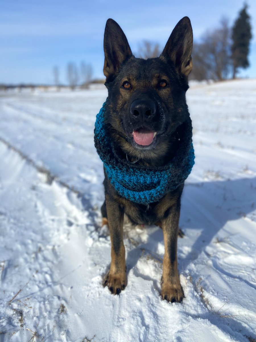 K9 Leroy is not a fan of his new scarf. What would you rate Leroy’s new style? 🤔 

We rate 14/10. ❄️🧣