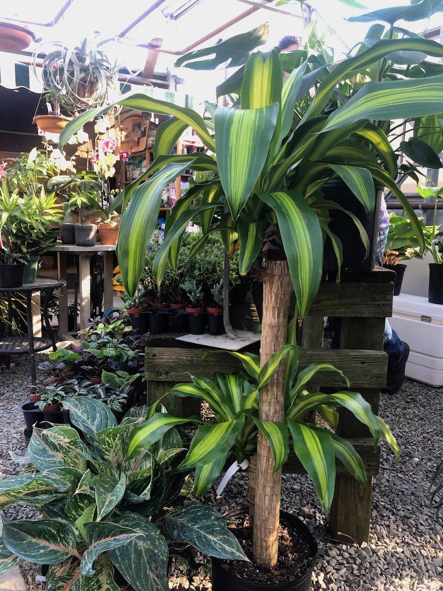 Gilbertiesherbs's tweet photo. Bring the tropics into your home! Corn plants are sometimes called false palms because their leaves grow on top of long thick stems &amp; have a similar look n vibe to palm trees. They’re easy to take care of &amp; will survive beginner trials &amp; tribs.

#gardencenter #plantsforthewin https://t.co/OjMoJMIoVB