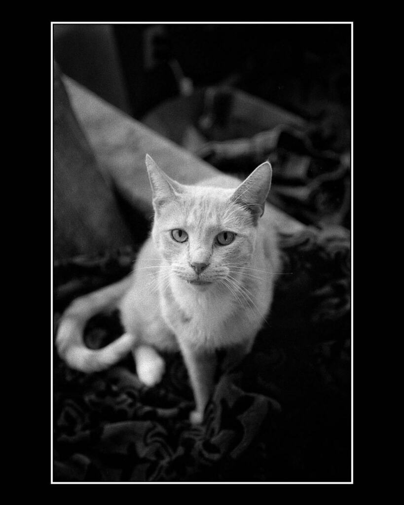 _GentleGentile's tweet photo. Ferris.
.
.
#analogphotography  #ilfordhp5  #NikonF3 #Xtol #ilfordphoto  #pushed1600 #OhioFilmPhotographer #35mm #filmdevelopers #negativedevelopment #pushed2stops #closeup #restorefrombackup #filminmonochrome #caffeinated_photographer #homedeveloped #lo… https://t.co/MYKnx7ZugB https://t.co/TfEsriEjVz