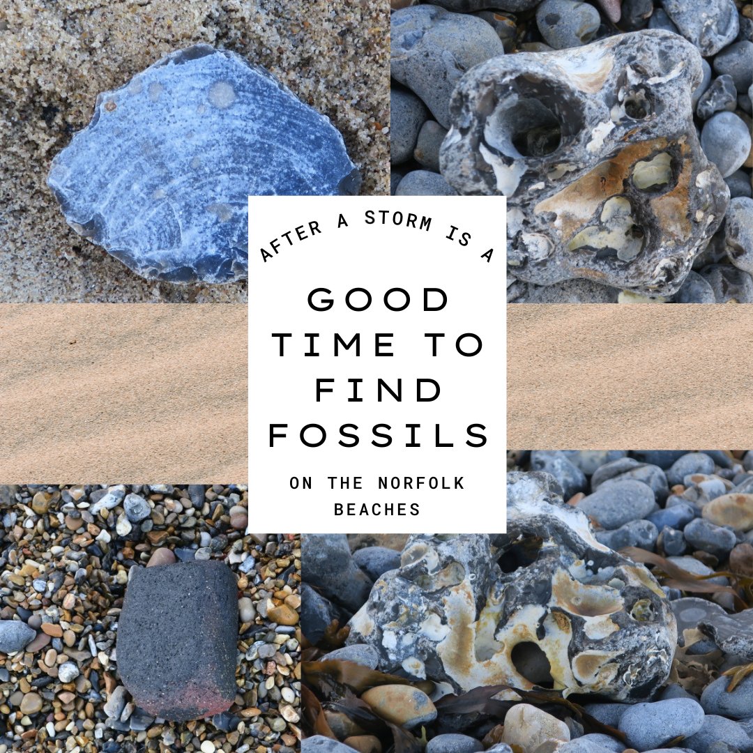 The <a href="/NN_DeepHistory/">Deep History Coast</a> project has everything a Norfolk fossil hunter needs to know.