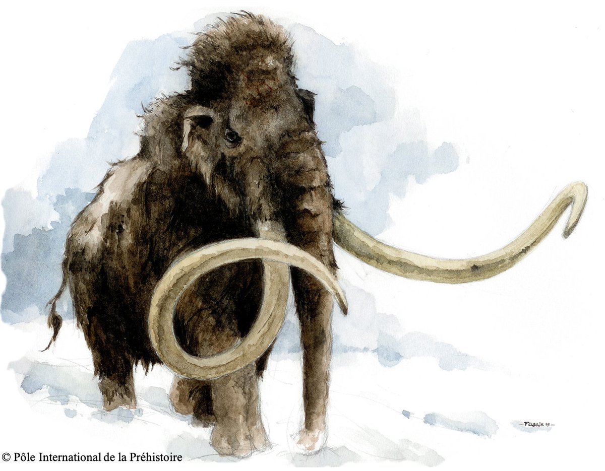 La única especie Mammuthus representada en el arte paleolítico es el primigenius . Su origen se sitúa en Siberia hace 250.000 años, lugar desde el que se dispersó por Eurasia hasta llegar a la península ibérica. Aún sigue abierto el debate sobre el momento de su llegada