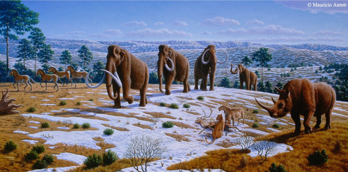 La única especie Mammuthus representada en el arte paleolítico es el primigenius . Su origen se sitúa en Siberia hace 250.000 años, lugar desde el que se dispersó por Eurasia hasta llegar a la península ibérica. Aún sigue abierto el debate sobre el momento de su llegada