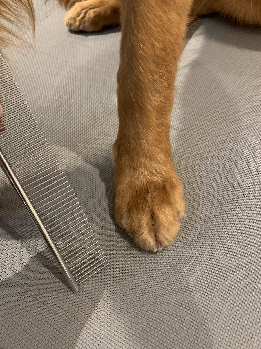Momma also trims up my foot fur! No grinch feet for this Goldie  This is also to keep my boots fitting well but also to keep snow/ice from snowballing in between my toesies! Momma brushes the fur between my toes up w a special comb & trims it w scissors 