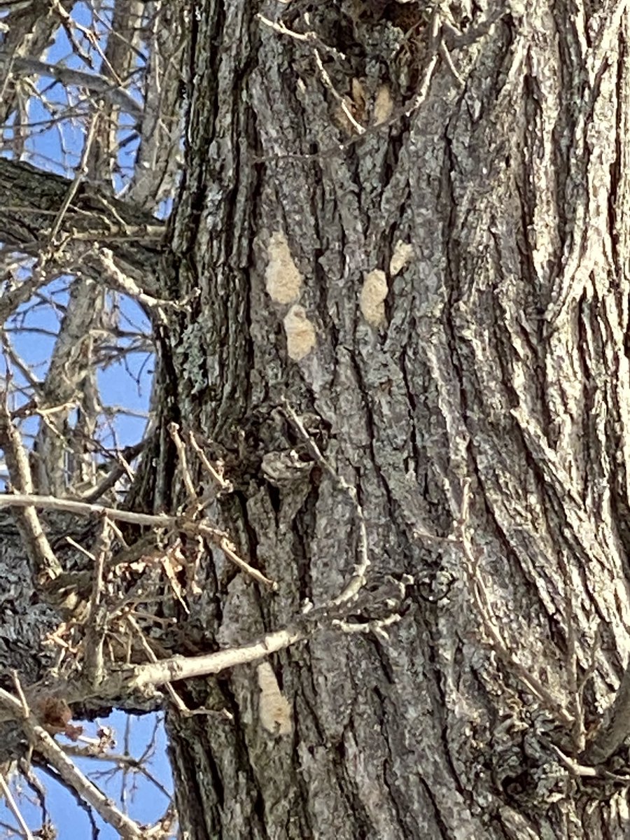 Are you scouting for #gypsymoth ? Here is what to look for right now. Egg masses.  Sign up for aerial control using an organic insecticide. forms.office.com/Pages/Response…