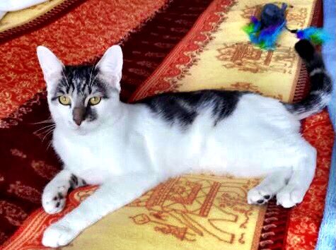 catgirl321's tweet photo. #LOST #CAT‼️
Please keep lookout for tabby & (mainly) white 1yr old MARLEY, with very distinctive big pointy ears, who’s been #MISSING since DECEMBER 5 2020 from #Sidcup #Kent #DA15
Click HERE for details >
https://t.co/sxruGgVdEt
#weeti #HELP #cats #FindMarley
PLEASE SHARE/RT✔️ https://t.co/v2Wf78iNGN