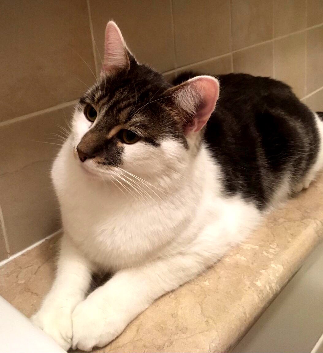 catgirl321's tweet photo. #LOST #CAT‼️
Please keep lookout for tabby & (mainly) white 1yr old MARLEY, with very distinctive big pointy ears, who’s been #MISSING since DECEMBER 5 2020 from #Sidcup #Kent #DA15
Click HERE for details >
https://t.co/sxruGgVdEt
#weeti #HELP #cats #FindMarley
PLEASE SHARE/RT✔️ https://t.co/v2Wf78iNGN