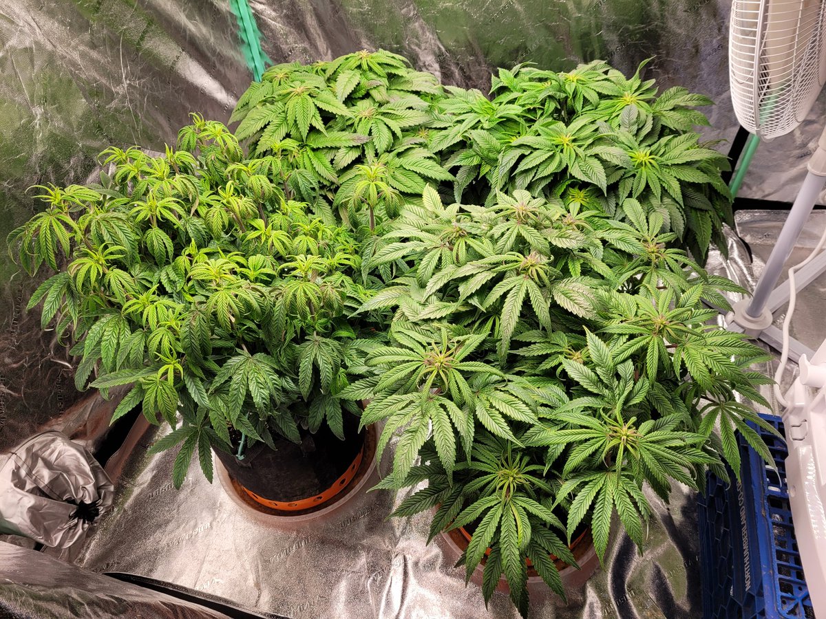 Stalkerx15's tweet photo. After 4 weeks of flower #StonerFam #weedstagram #CannabisCommunity https://t.co/aFr58hcurS