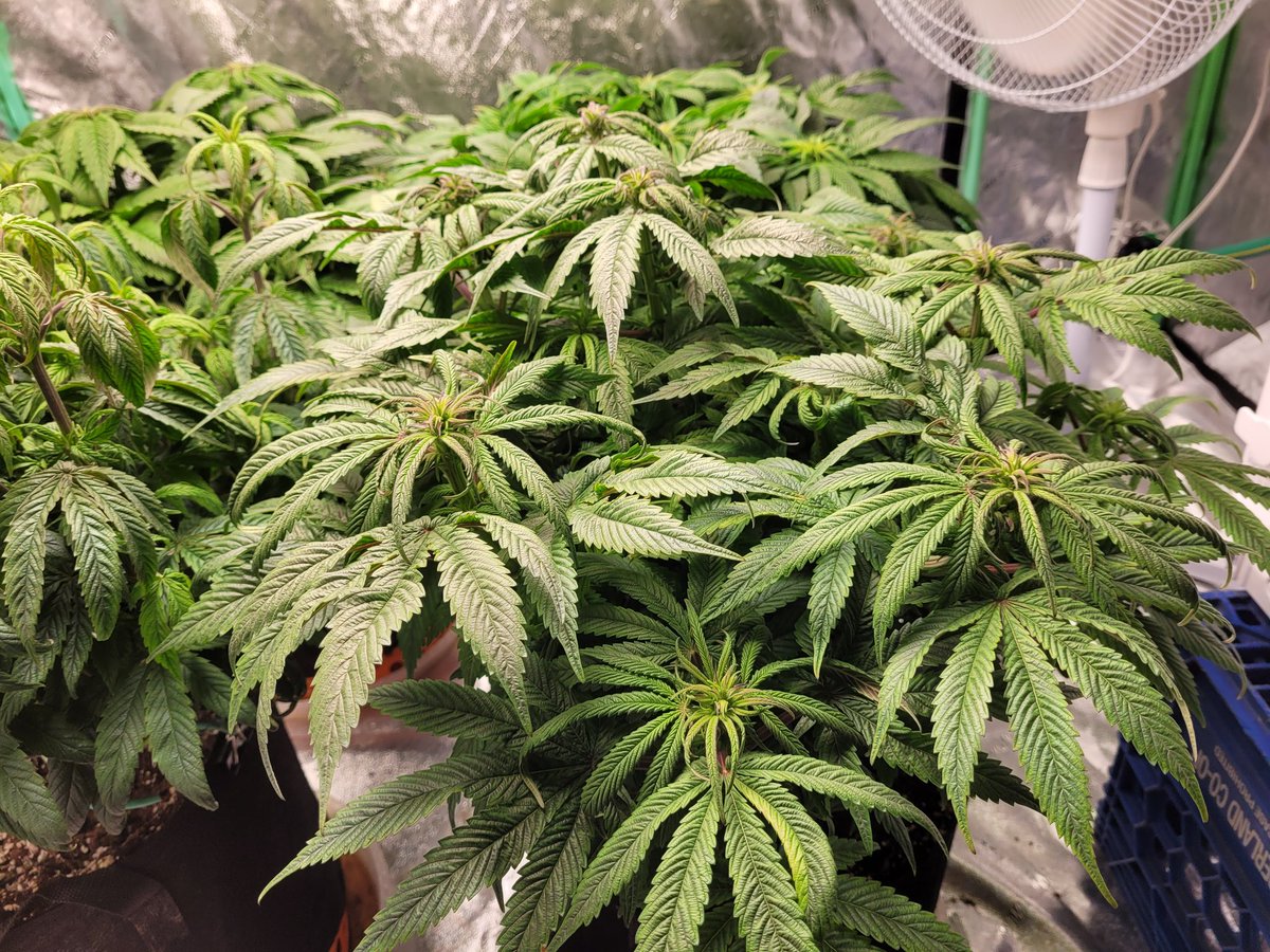 Stalkerx15's tweet photo. After 4 weeks of flower #StonerFam #weedstagram #CannabisCommunity https://t.co/aFr58hcurS