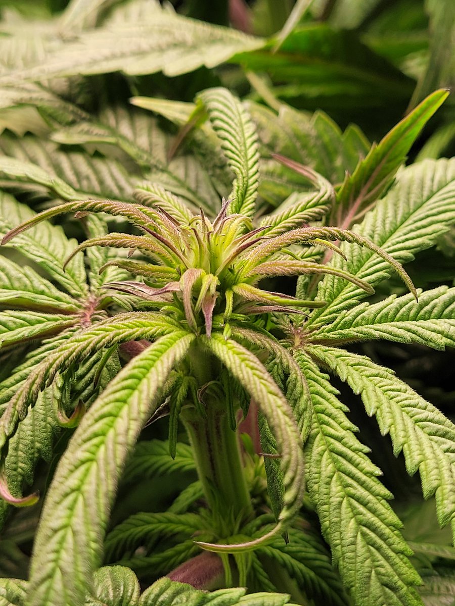Stalkerx15's tweet photo. After 4 weeks of flower #StonerFam #weedstagram #CannabisCommunity https://t.co/aFr58hcurS