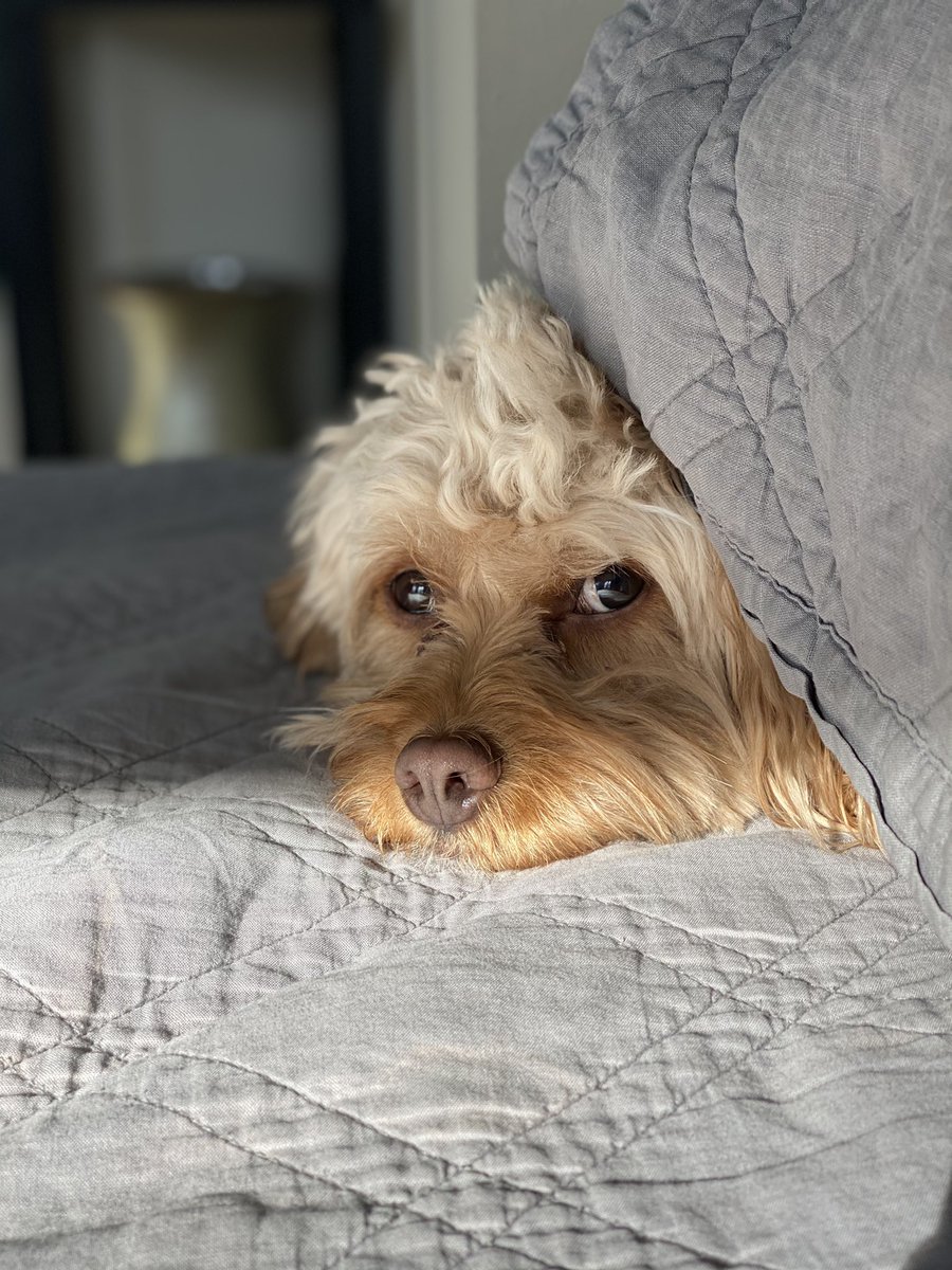 Obi-Wan Barker Long tweet media