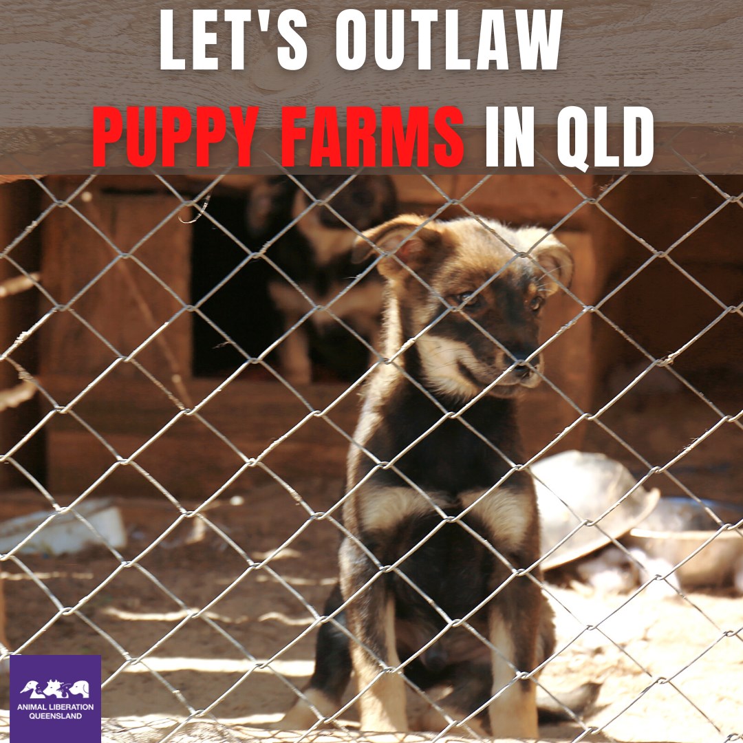 animalkind_aus's tweet photo. Have you signed the petition to #banpuppyfarming in Qld? Anyone can sign: https://t.co/HWyVhZzpV8 QLD residents: https://t.co/corYSxZFKK @OscarsLaw https://t.co/VeVjN9bM9E