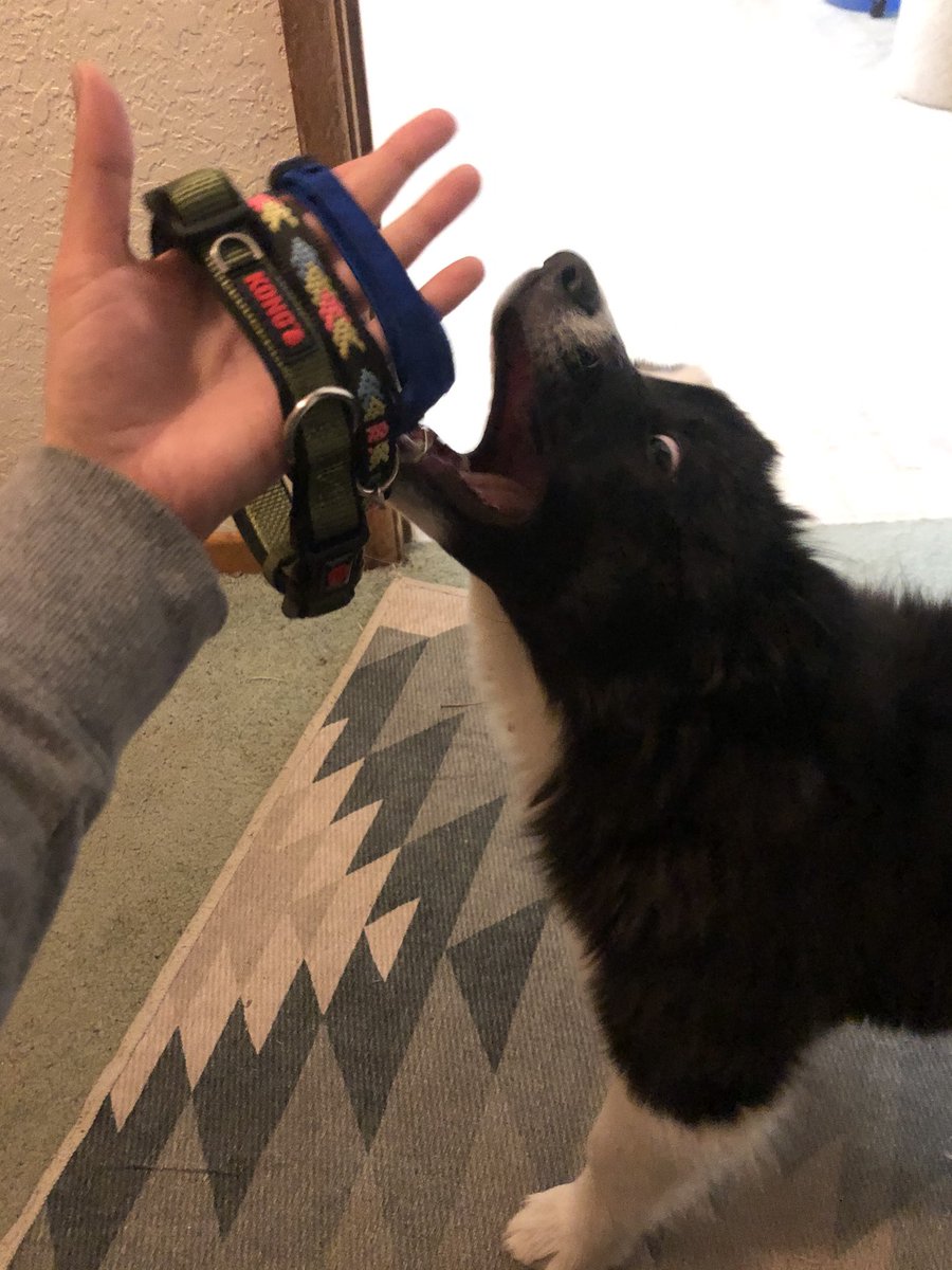 Sage grew out of his second collar so here we have a very normal reaction to getting his new collar. Sage a Day! Day 52: Sage v. Collars, old and new